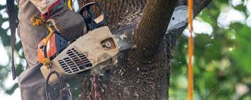 Trusted Commerce City, CO Tree Services Experts