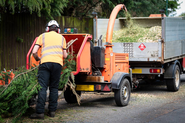 Best Lawn Disease Treatment  in Mmerce City, CO